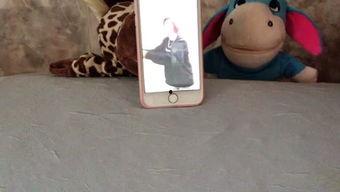 吃瓜娱乐的喵,喵星人的吃瓜娱乐大揭秘