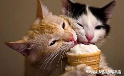 娱乐吃瓜猫咪视频大全免费观看,免费观看吃瓜视频大全